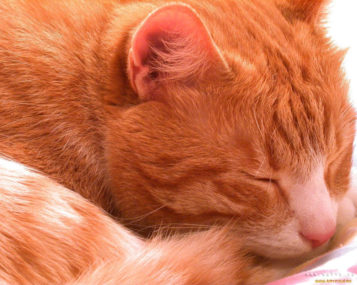 Шотландский кот осень