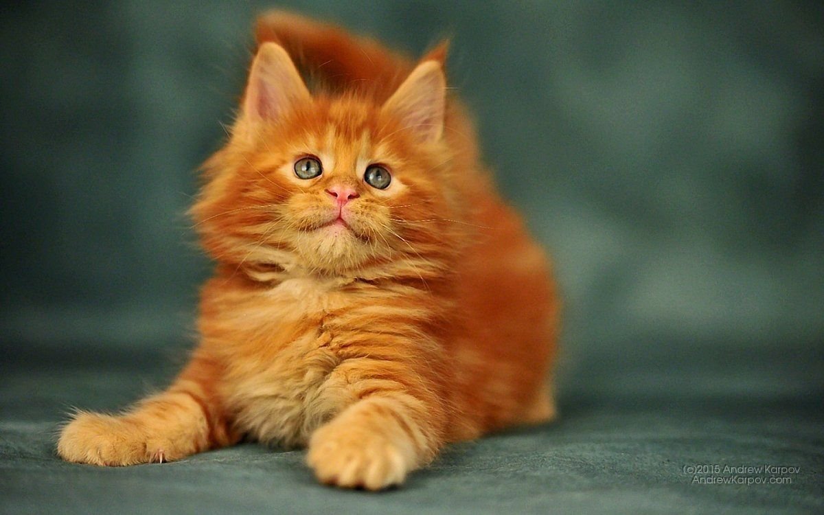 Сибирский кот короткошерстный рыжий