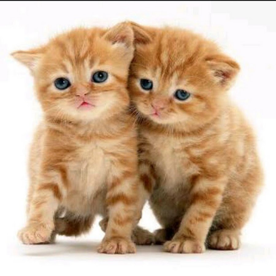 Котята британцы рыжие маленькие
