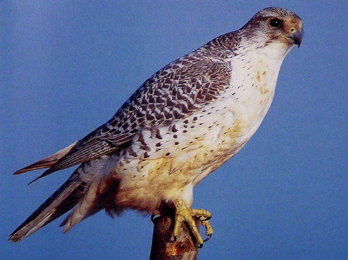 Кречет Falco rusticolus