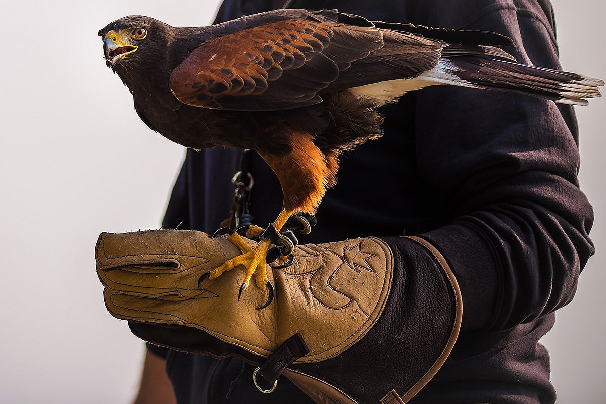 Сокол Сапсан Шахин