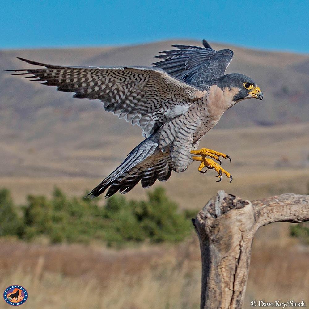 Сапсан птица