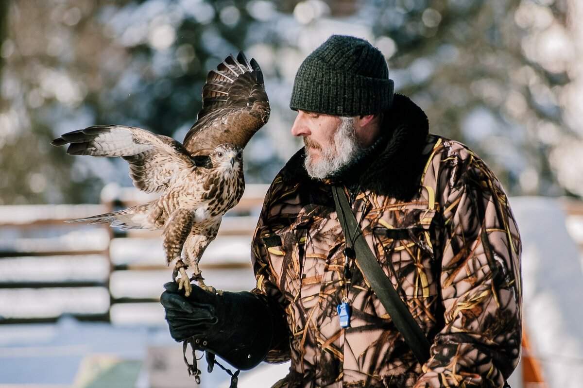 Сокол Сапсан в тундре