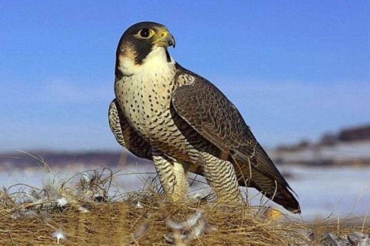 Сапсан Falco peregrinus