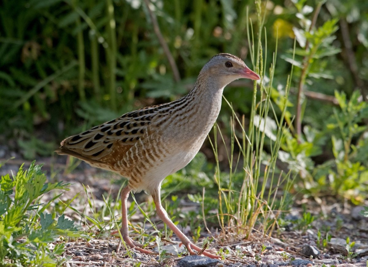Перепел Coturnix Coturnix