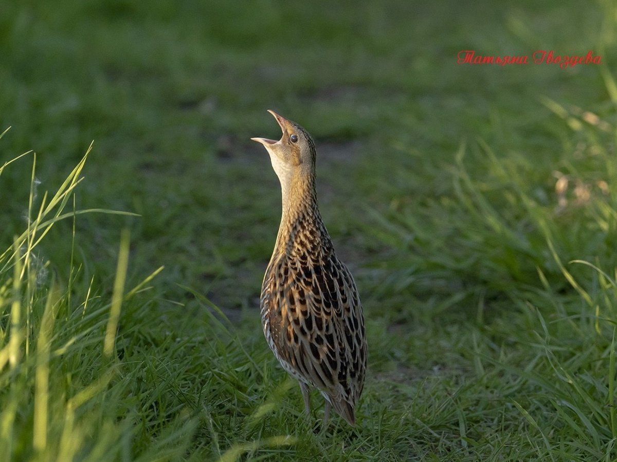 Коростель красная книга Москвы