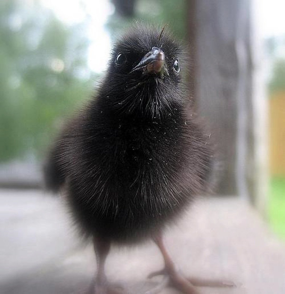 Коростель гнездо