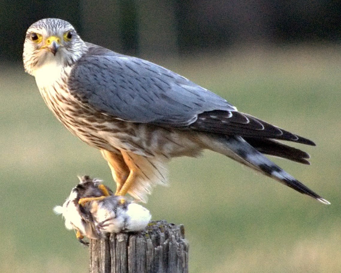 Дербник (Falco columbarius)