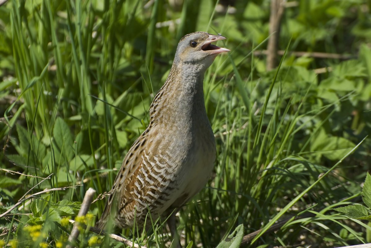Карликовый Коростель птенец