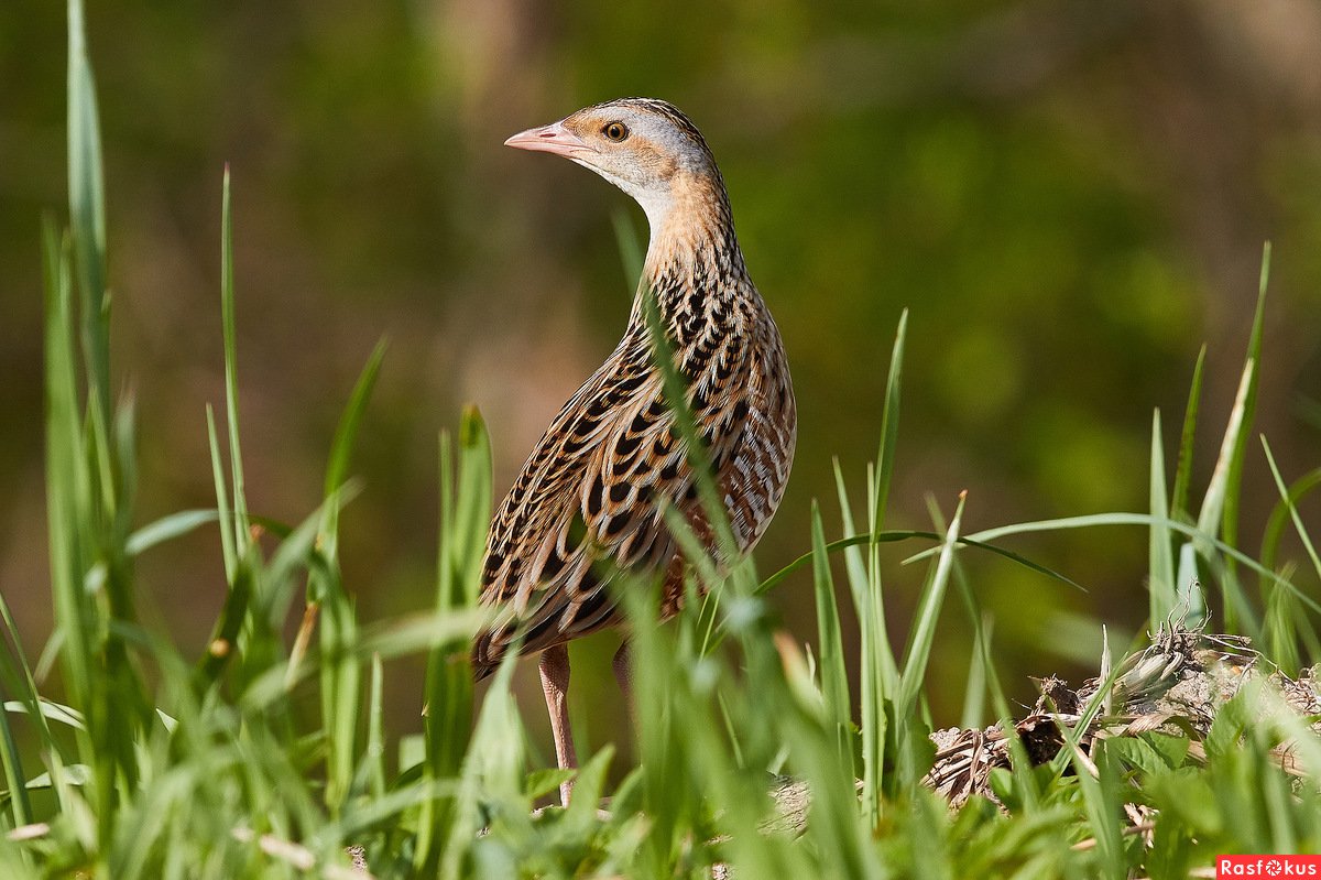 Болотный Коростель