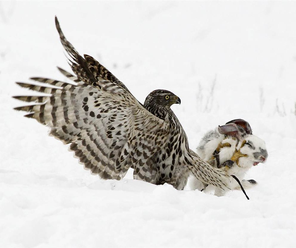 Ястреб тетеревятник охота