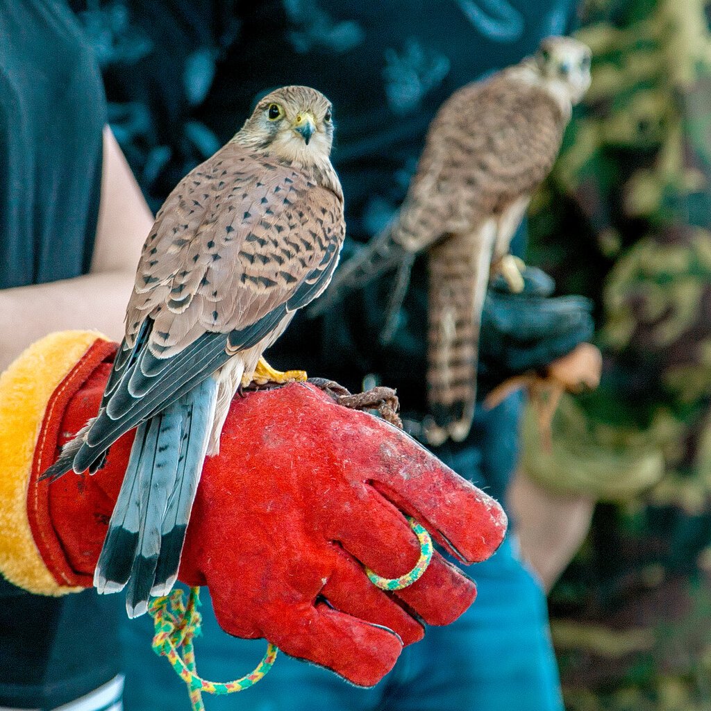 Шахин Сапсан
