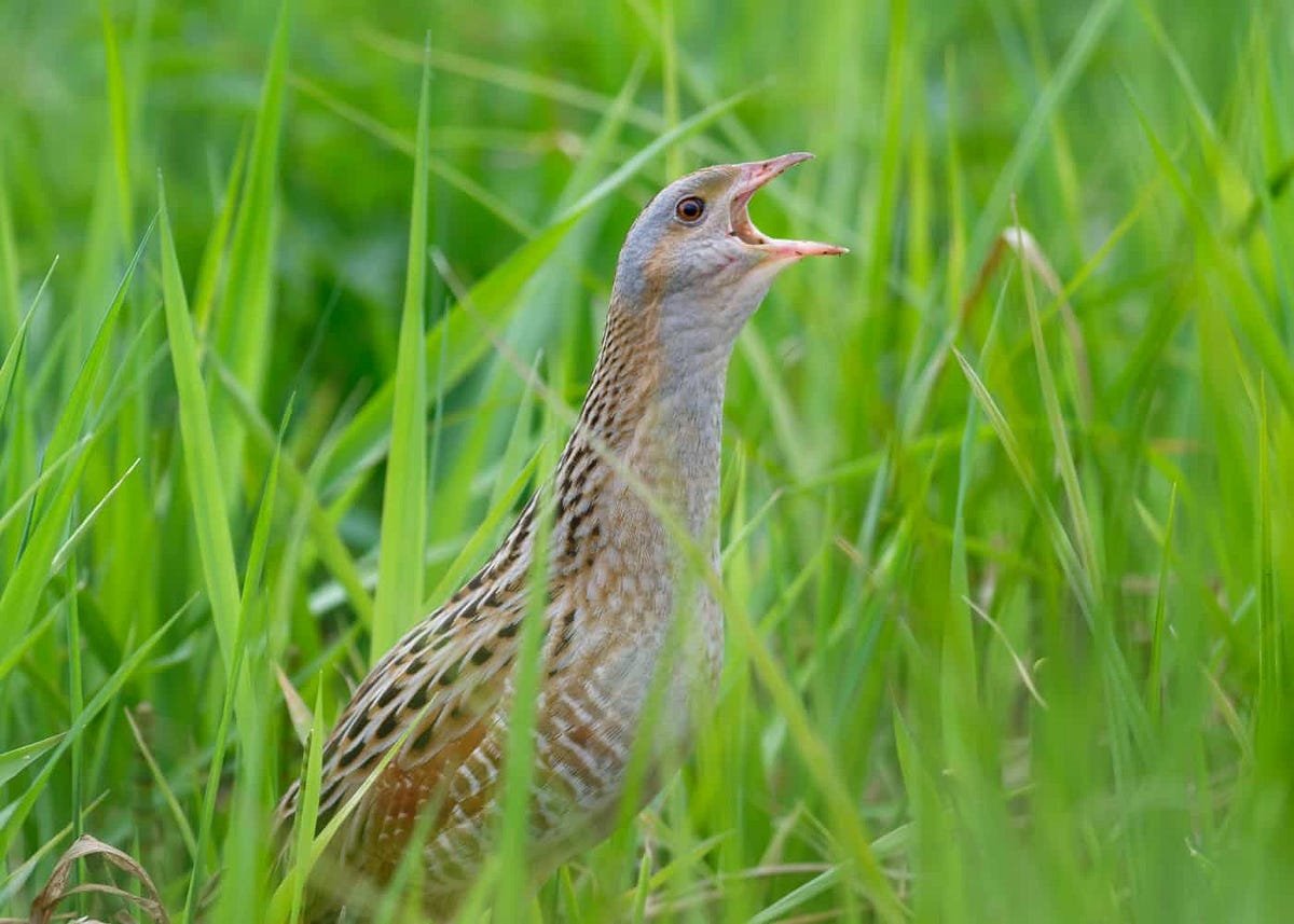 Коростель Перелетная птица