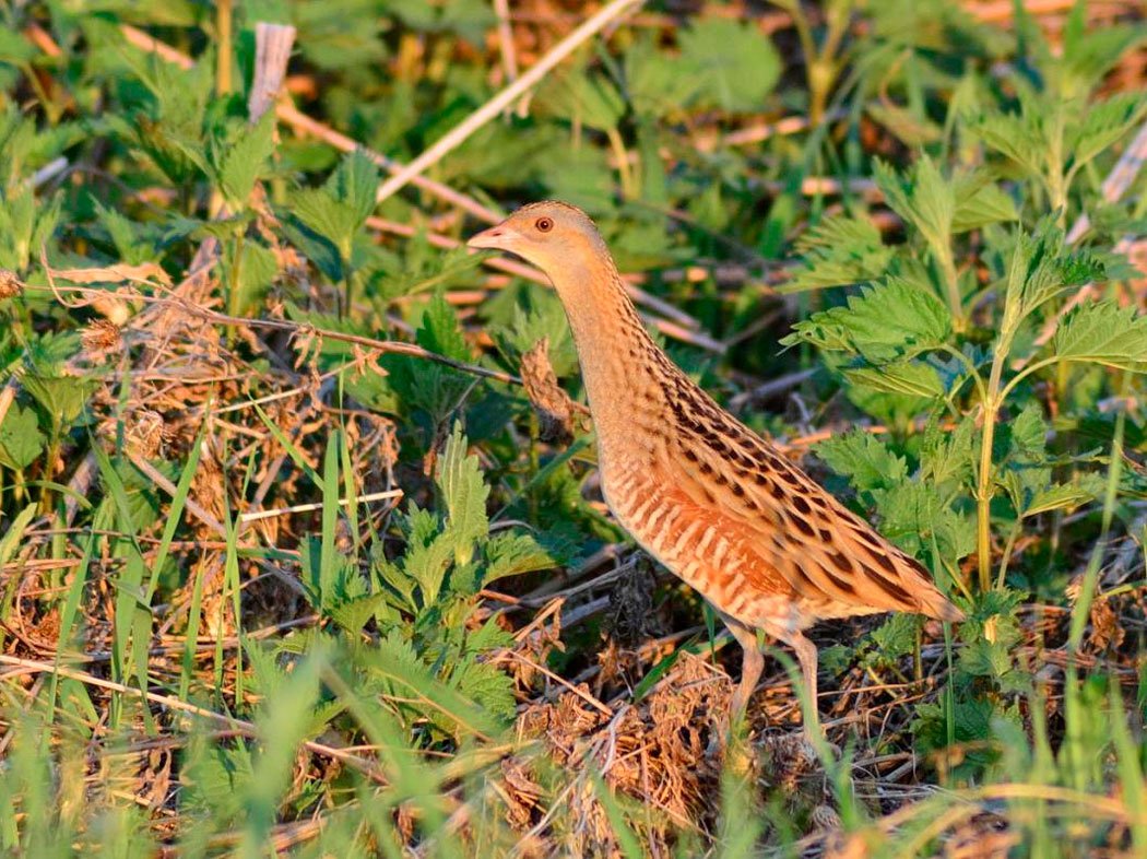 Цыпленок с цветочком