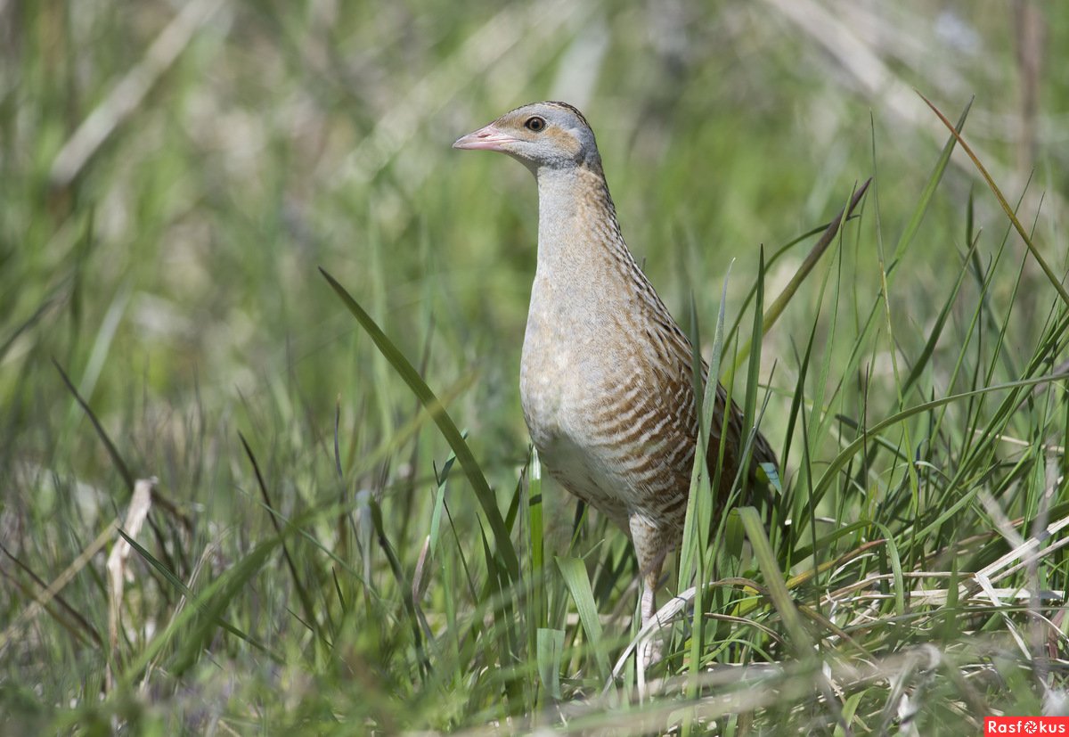 Коростель самец