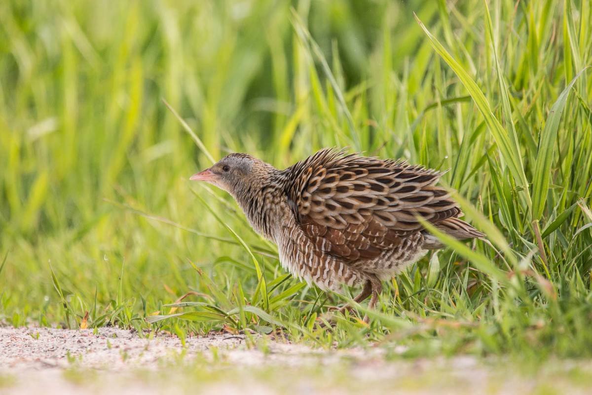 Коростель пастушковые
