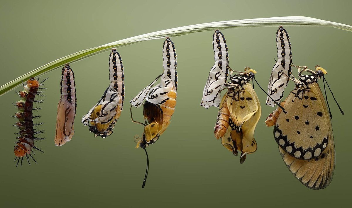 Павлиноглазка цекропия