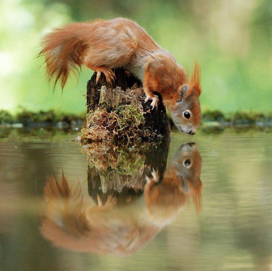 Белочка убегает