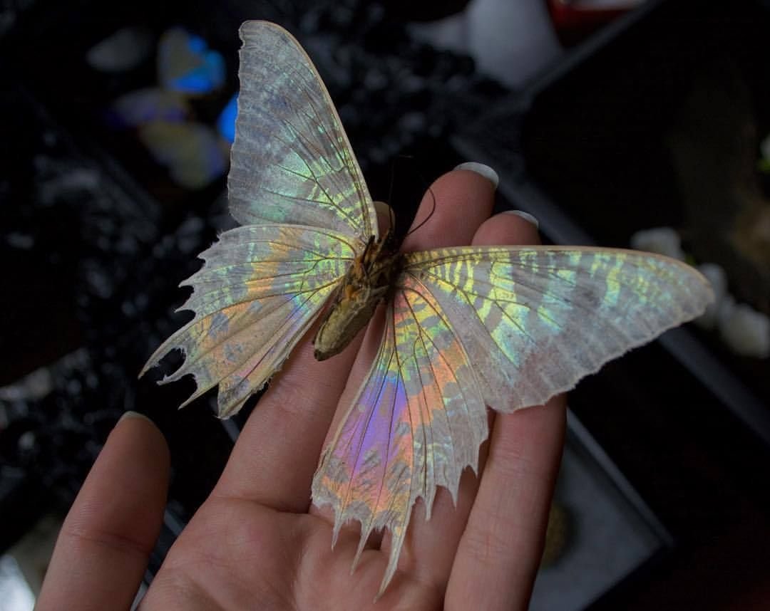 Бабочка голубянка