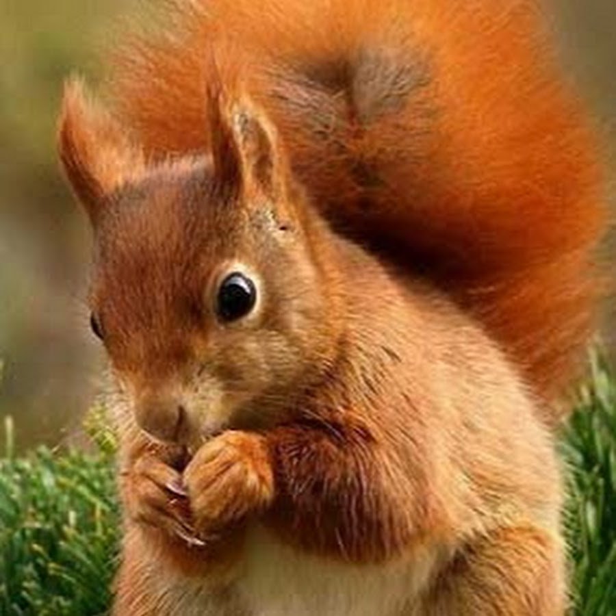 Изображение белки