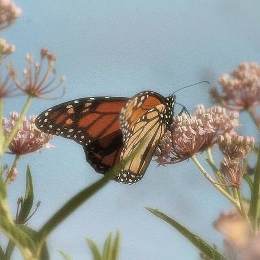 Принты для декупажа черно белые