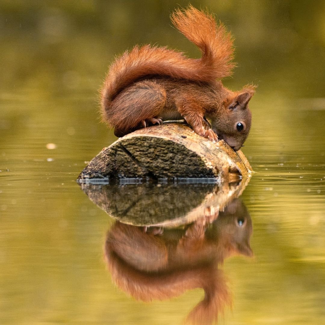 Рыже коричневая белка