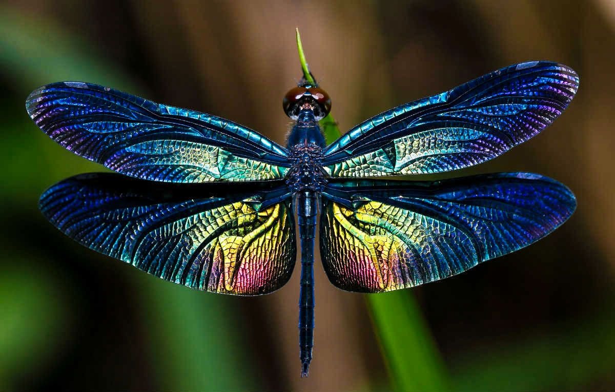 Мотылёк Однодневка