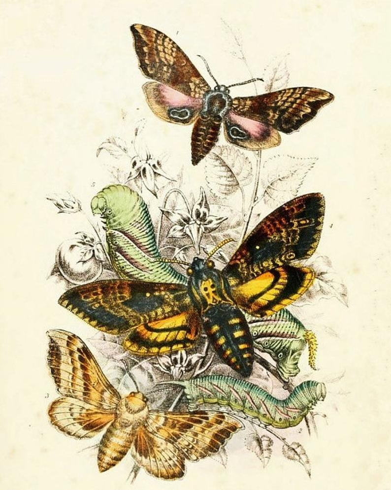 Эстетика природа бабочки