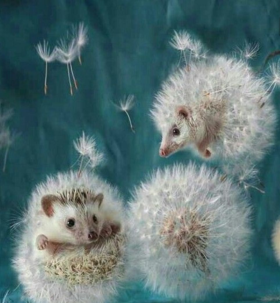 Свернувшийся еж