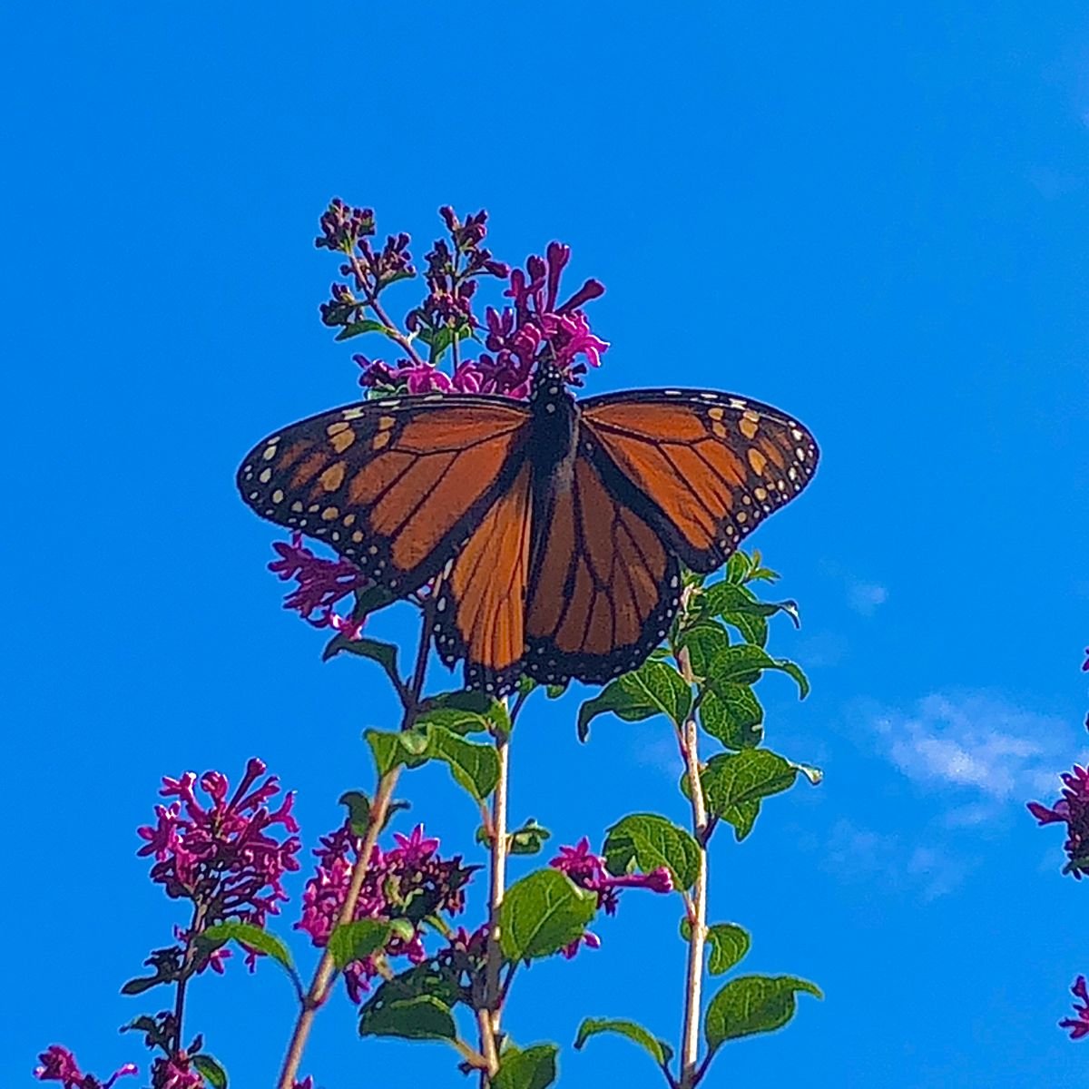 Адольф Миллот - Ботанические иллюстрации