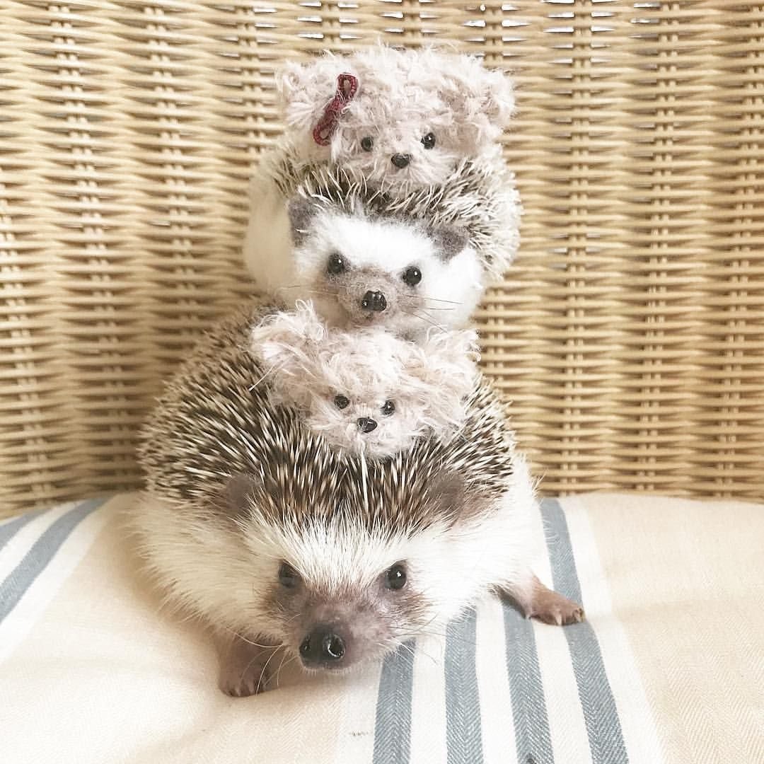 Довольный Ежик