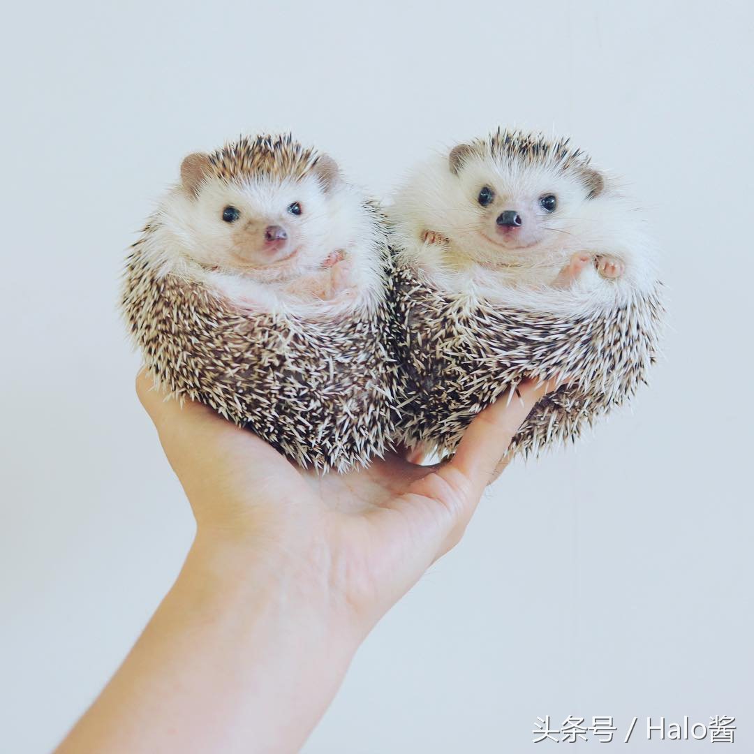 Игрушка для домашнего ежа