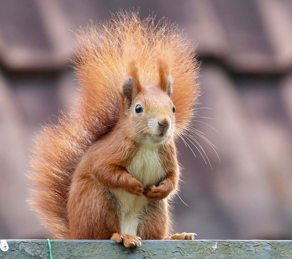 Белка с пышным хвостом