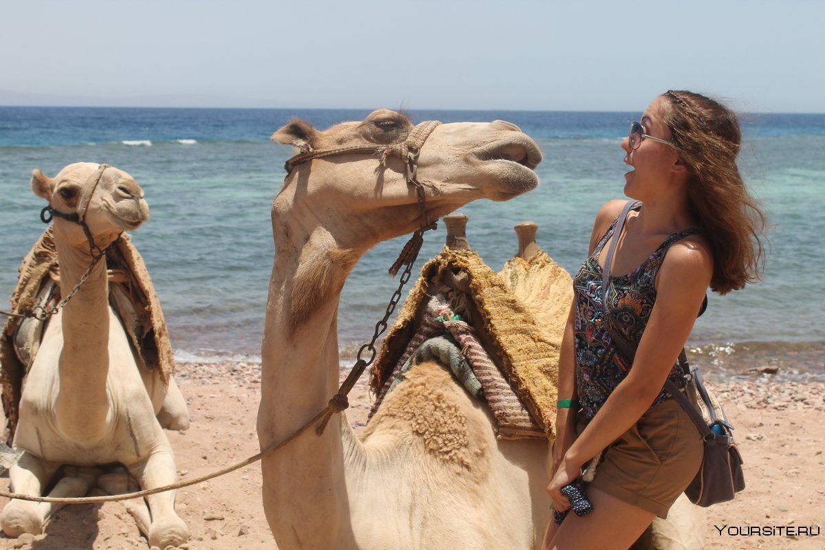 Рыбы Марса Алама