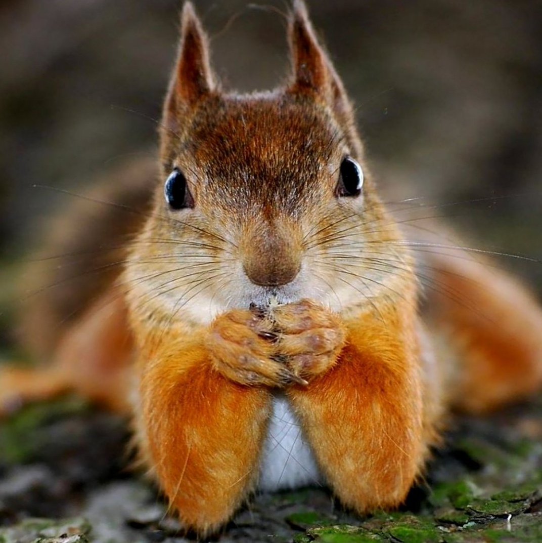 Белки в природе