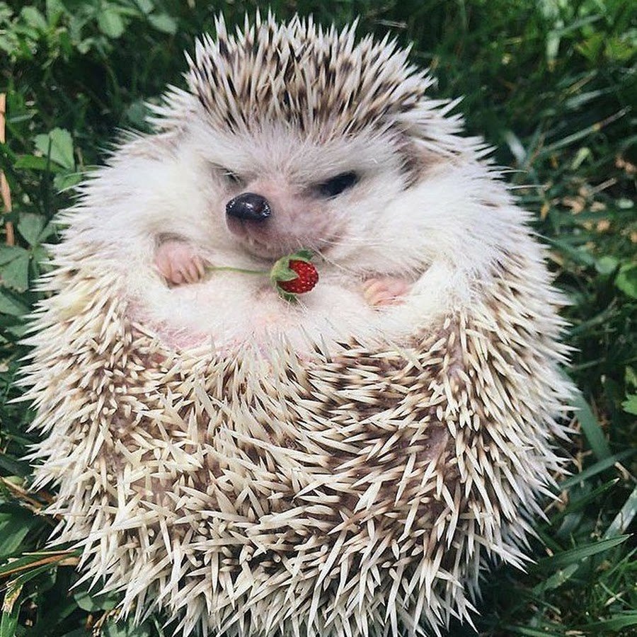 Ежик умывается