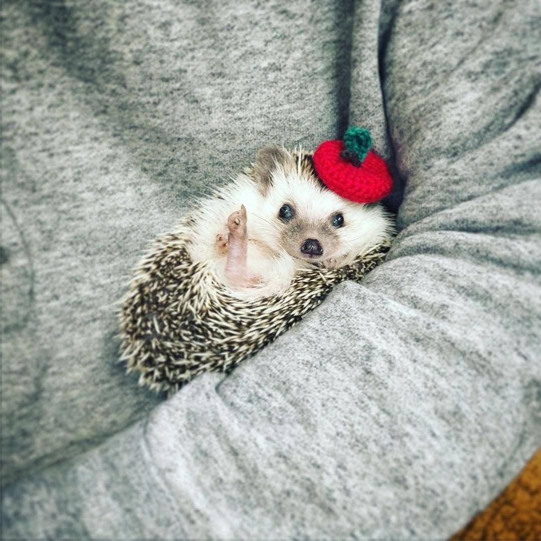 Очень милый Ежик