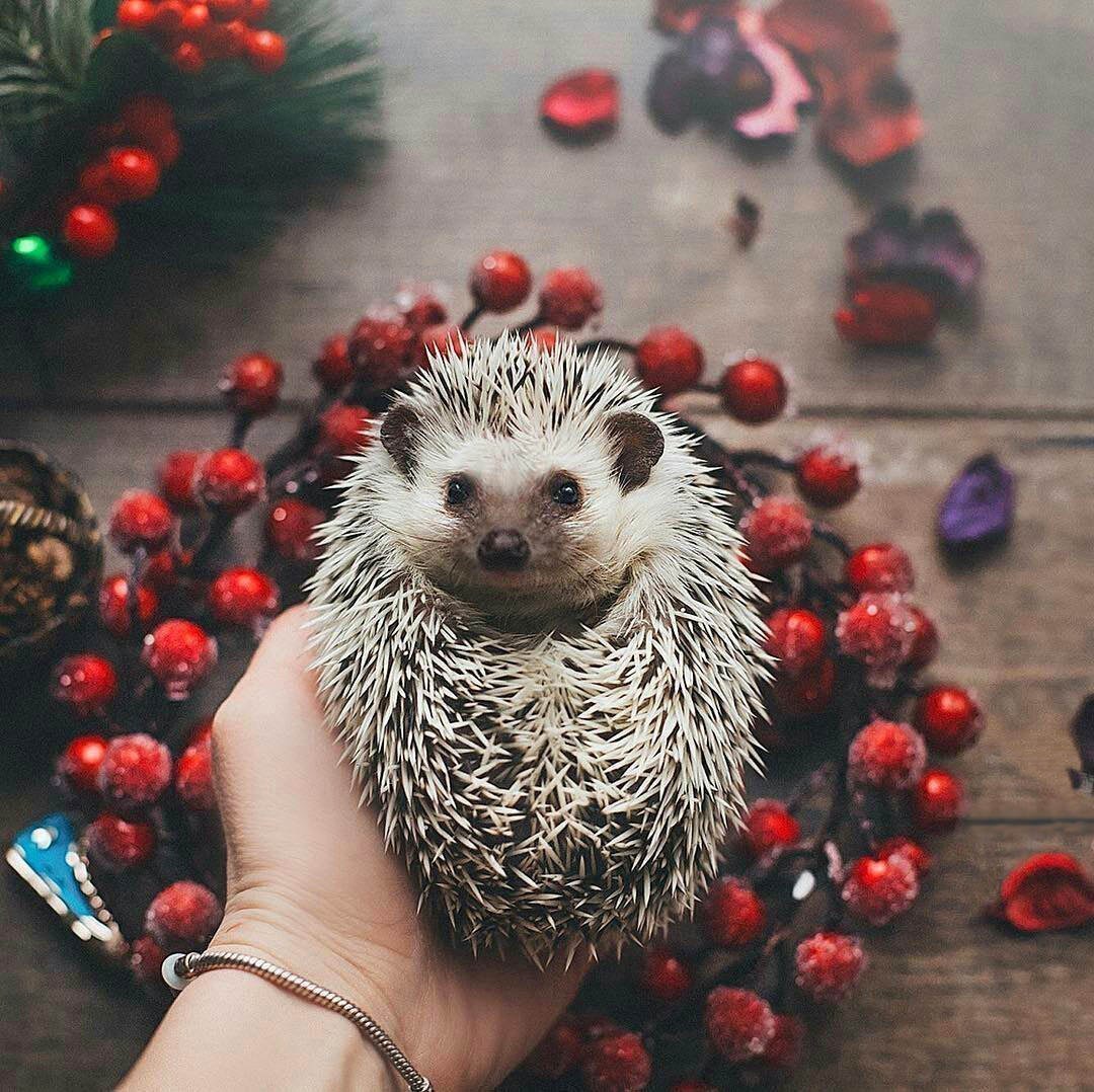 Древесный орангутановый еж