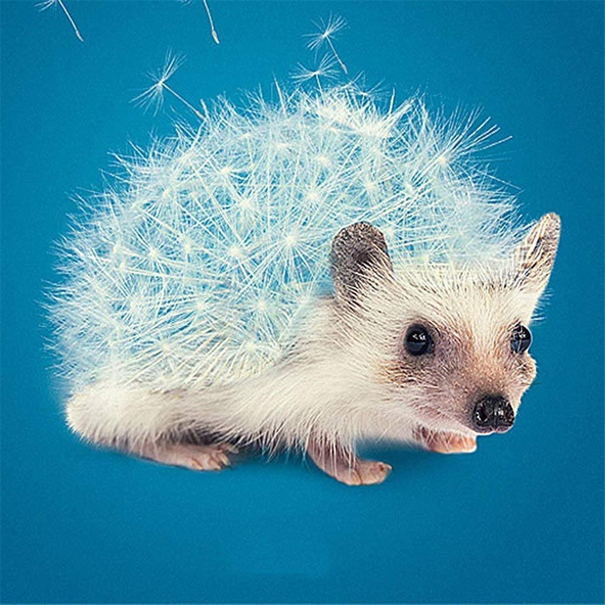 Мохнатый Ежик