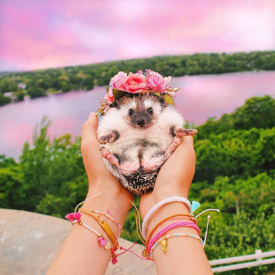 Ми ми ми милота