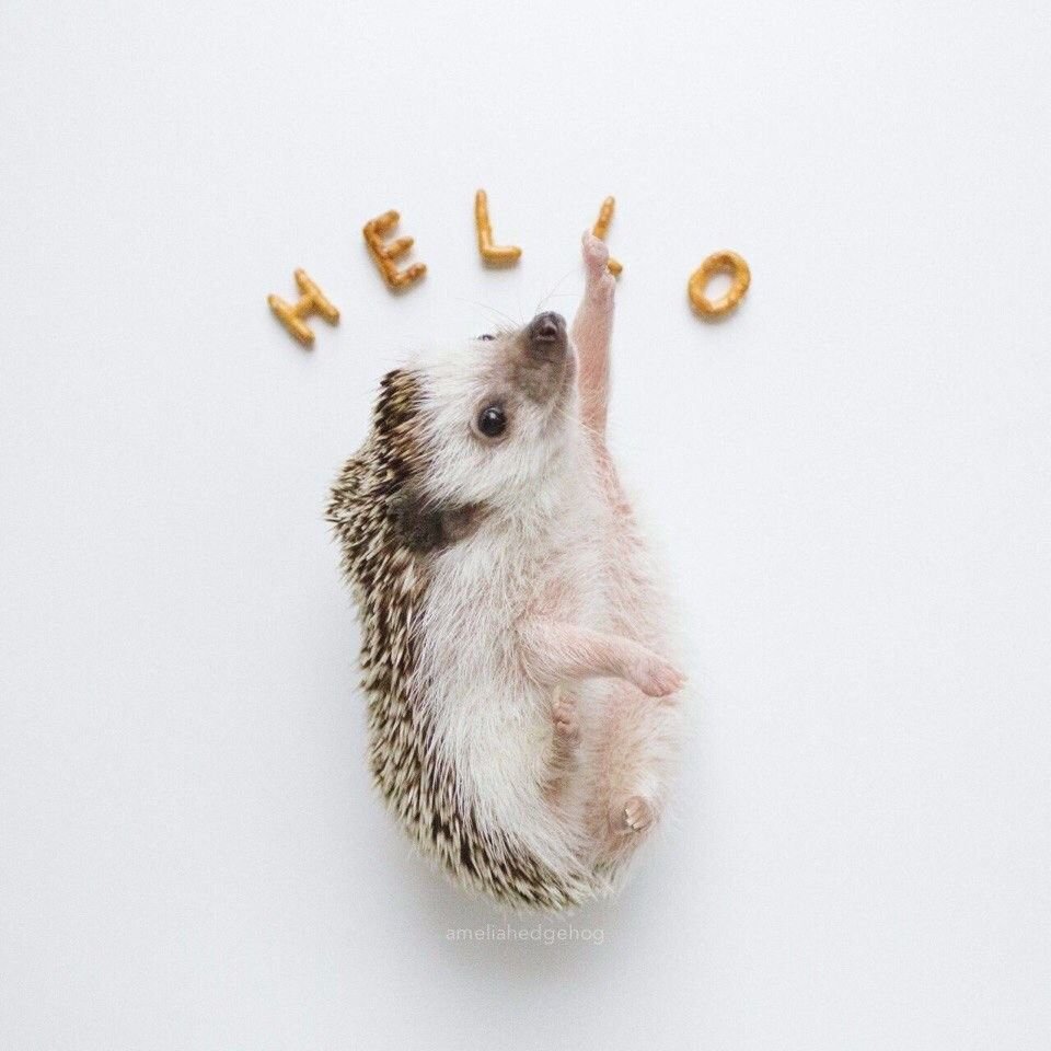 Ежик с короной