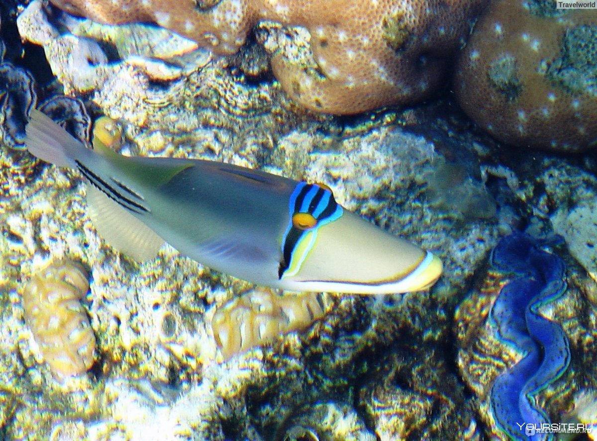 Рыбы Шарм Эль шейха