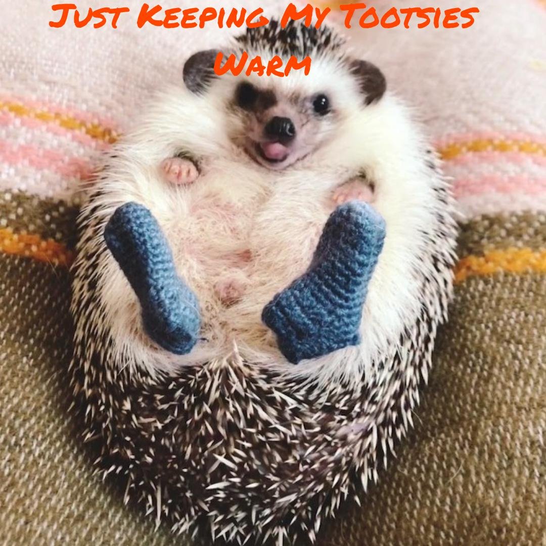 Ежик в носке