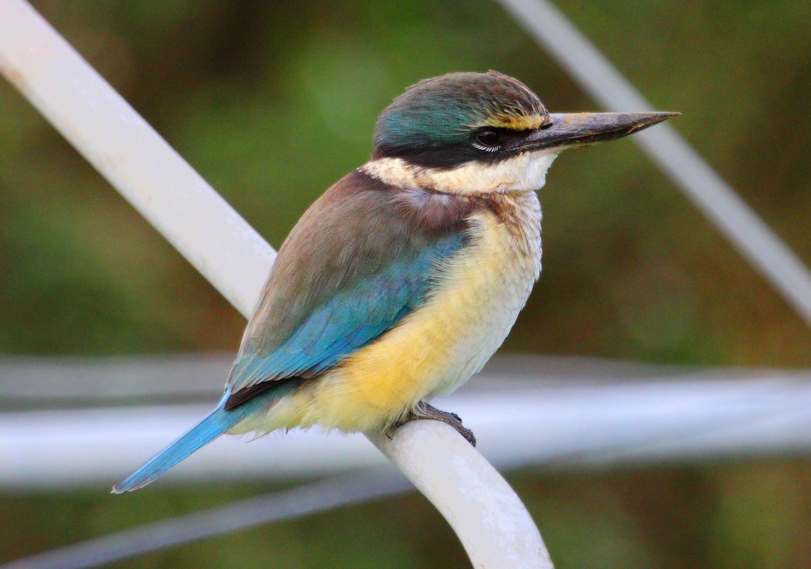 Реггианова Райская птица