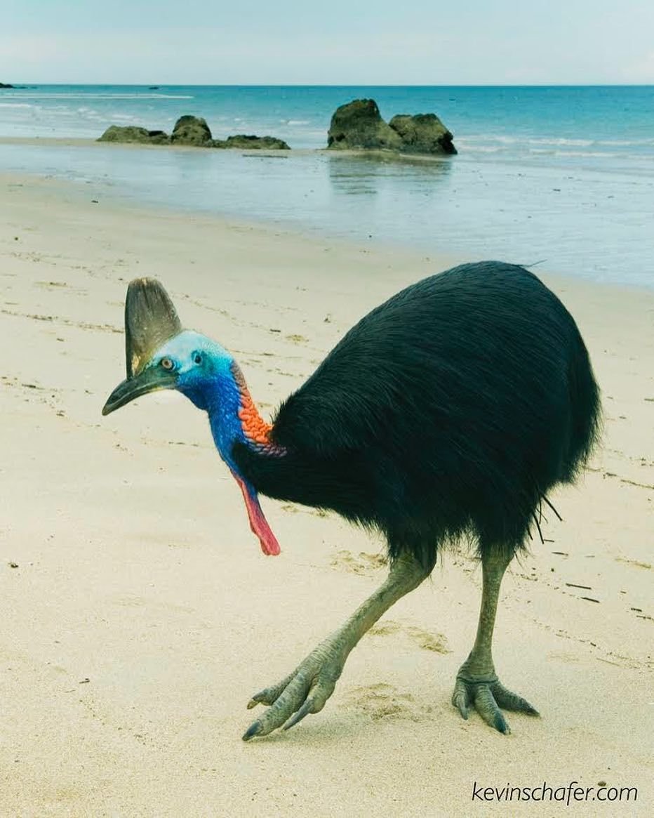 Cassowary Australia купить в СПБ