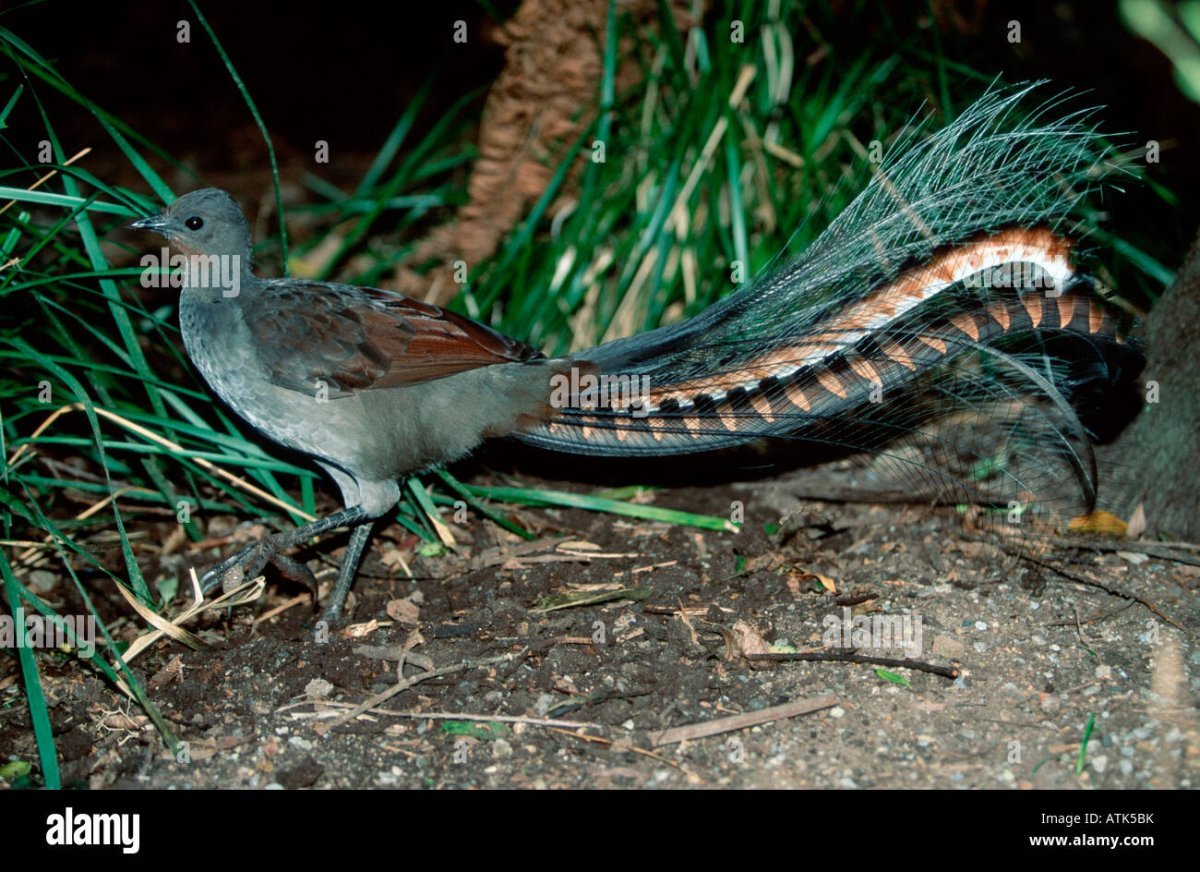 Ahern Cecelia "Lyrebird"