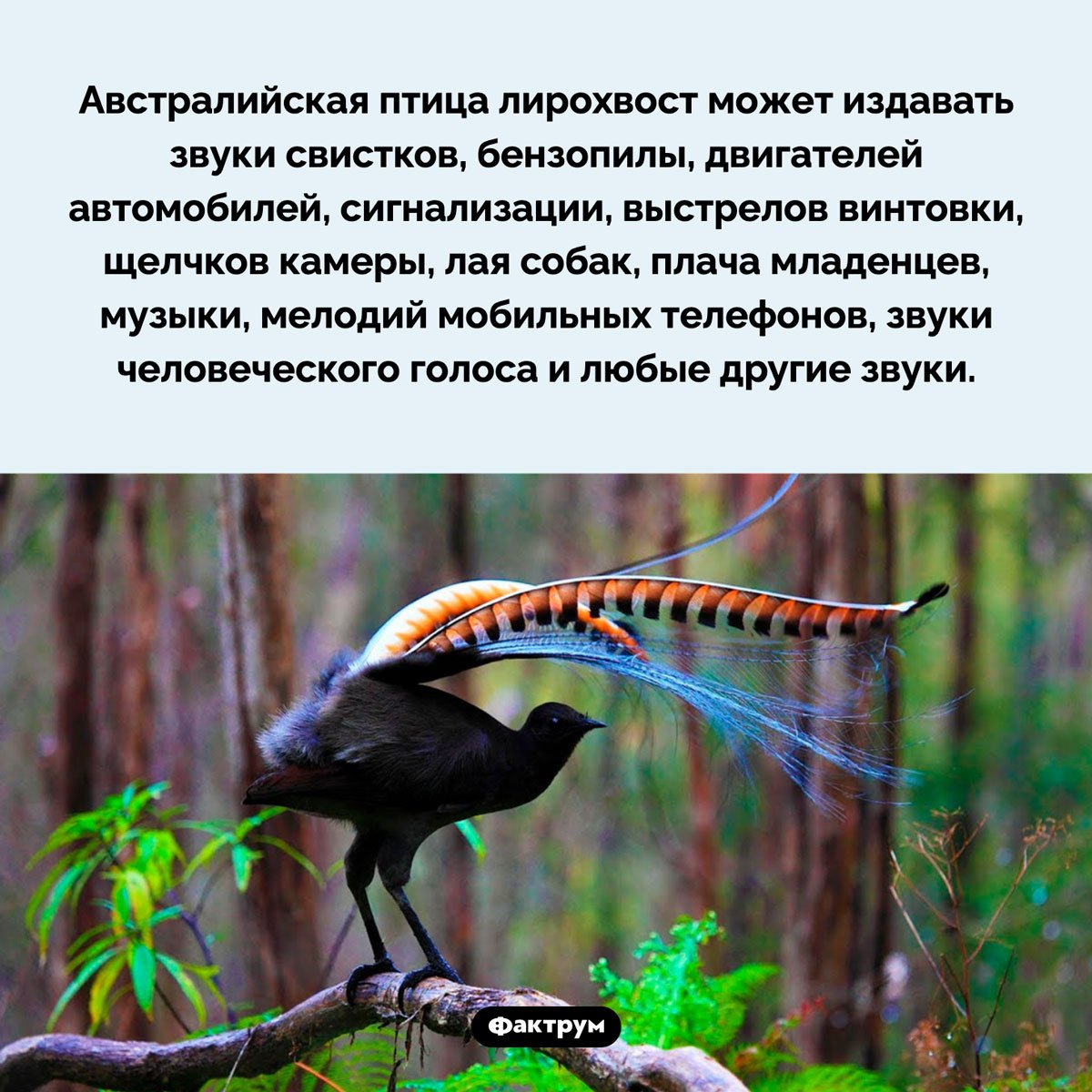 Кукабарра птица