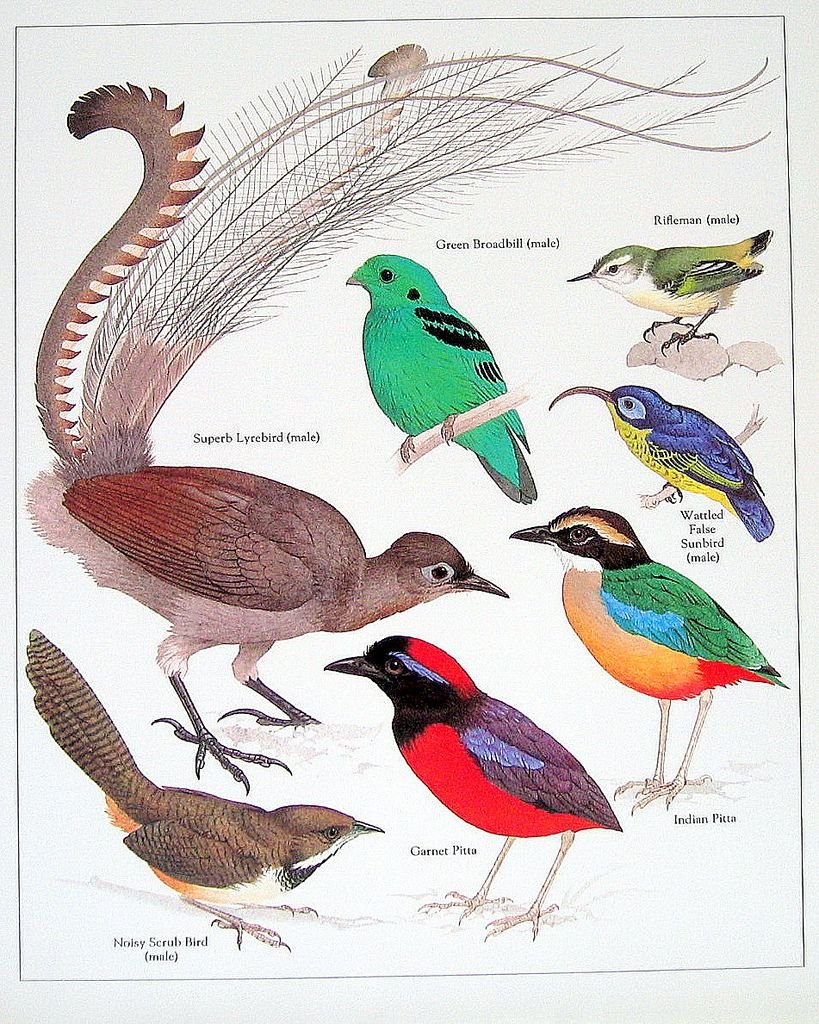 Подражание лирохвост