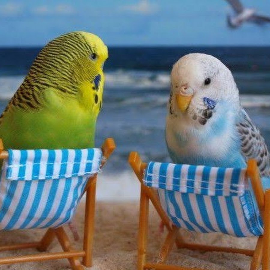 Прикольный волнистый попугай