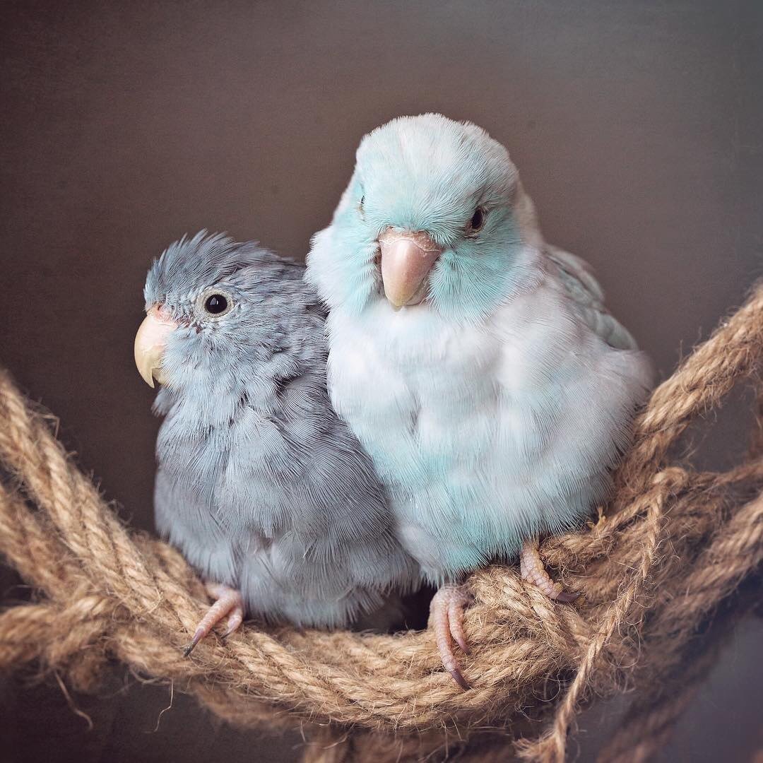 Попугаи неразлучники Эстетика